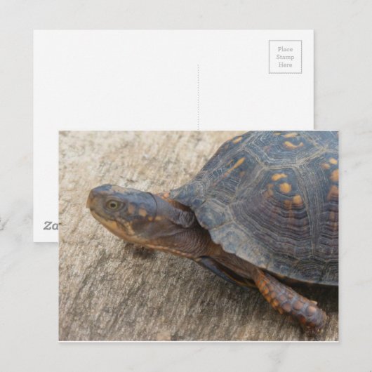 Oosterse boxschildpad (bedreigde soorten) briefkaart (Voorkant / Achterkant)
