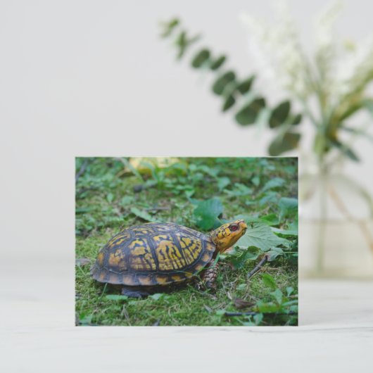 Oosterse boxschildpad briefkaart (Staand voorkant)