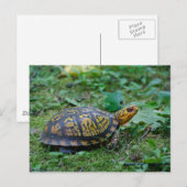Oosterse boxschildpad briefkaart (Voorkant / Achterkant)