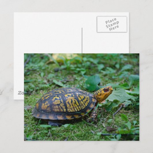 Oosterse boxschildpad briefkaart (Voorkant / Achterkant)