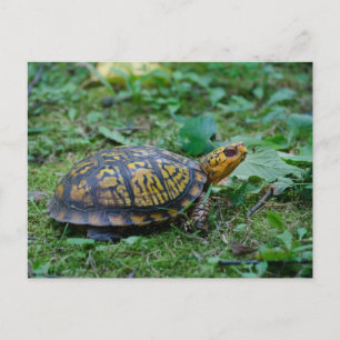 Oosterse boxschildpad briefkaart