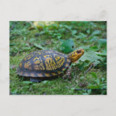 Oosterse boxschildpad briefkaart (Voorkant)