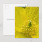 Oosterse gele papaver briefkaart (Voorkant / Achterkant)