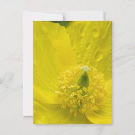 Oosterse gele papaver briefkaart