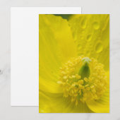 Oosterse gele papaver kaart (Voorkant / Achterkant)