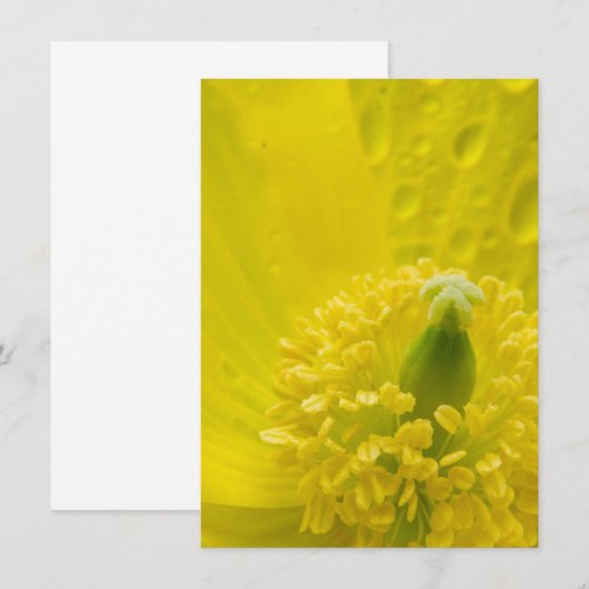 Oosterse gele papaver kaart (Voorkant / Achterkant)