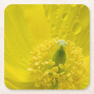 Oosterse gele papaver kartonnen onderzetters