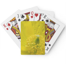 Oosterse gele papaver