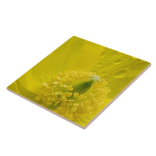 Oosterse gele papaver tegeltje (Zijkant)