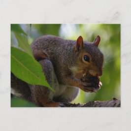 Oosterse grijze eekhoorn die een nut eet briefkaart