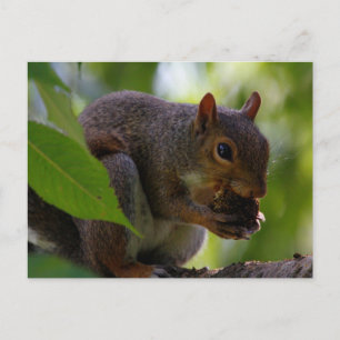 Oosterse grijze eekhoorn die een nut eet briefkaart