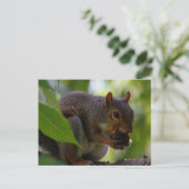 Oosterse grijze eekhoorn die een nut eet briefkaart (Staand voorkant)