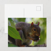 Oosterse grijze eekhoorn die een nut eet briefkaart (Voorkant / Achterkant)
