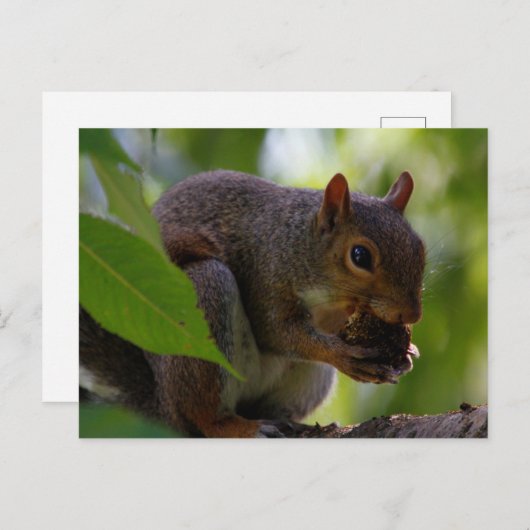 Oosterse grijze eekhoorn die een nut eet briefkaart (Voorkant / Achterkant)