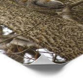 Oosterse grijze eekhoorn Eetende eikenbloemen Poster (Hoek)