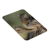 Oosterse grijze eekhoorn of grijze eekhoorn magneet (Rechterzijde)