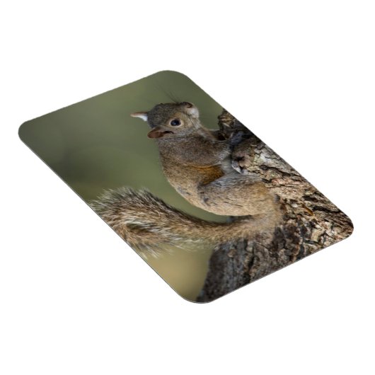 Oosterse grijze eekhoorn of grijze eekhoorn magneet (Rechterzijde)