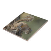 Oosterse grijze eekhoorn of grijze eekhoorn tegeltje (Zijkant)