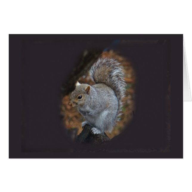 Oosterse grijze eekhoorn - Sciurus carolinensis (Voorkant Horizontaal)