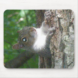 Oosterse grijze eekhoorn (Sciurus carolinensis) Muismat