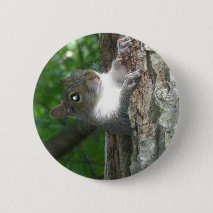 Oosterse grijze eekhoorn (Sciurus carolinensis) Ronde Button 5,7 Cm