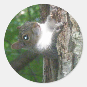 Oosterse grijze eekhoorn (Sciurus carolinensis) Ronde Sticker