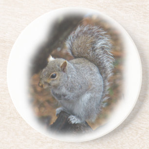 Oosterse grijze eekhoorn - Sciurus carolinensis Zandsteen Onderzetter