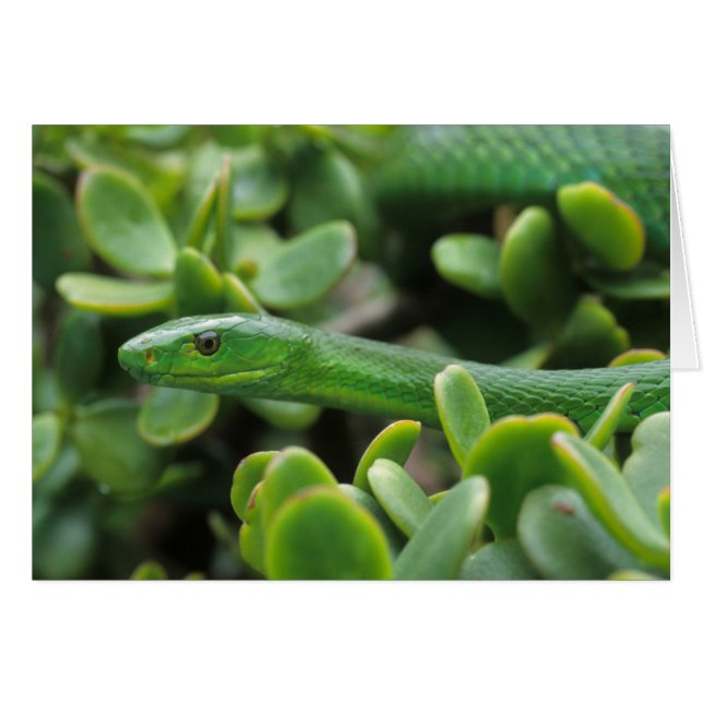 Oosterse Groene Mamba (Dendroaspis Angusticeps) (Voorkant Horizontaal)