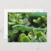 Oosterse Groene Mamba (Dendroaspis Angusticeps) Briefkaart (Voorkant / Achterkant)