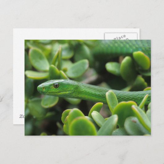 Oosterse Groene Mamba (Dendroaspis Angusticeps) Briefkaart (Voorkant / Achterkant)
