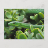 Oosterse Groene Mamba (Dendroaspis Angusticeps) Briefkaart (Voorkant)
