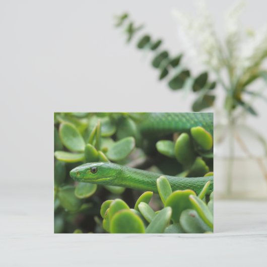 Oosterse Groene Mamba (Dendroaspis Angusticeps) Briefkaart (Staand voorkant)
