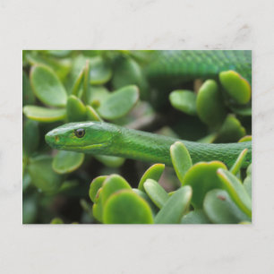 Oosterse Groene Mamba (Dendroaspis Angusticeps) Briefkaart