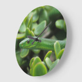 Oosterse Groene Mamba (Dendroaspis Angusticeps) Grote Klok (Hoek)