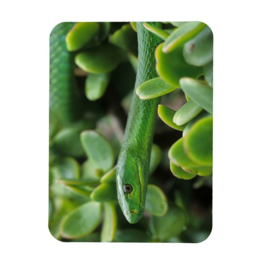 Oosterse Groene Mamba (Dendroaspis Angusticeps) Magneet (Verticaal)