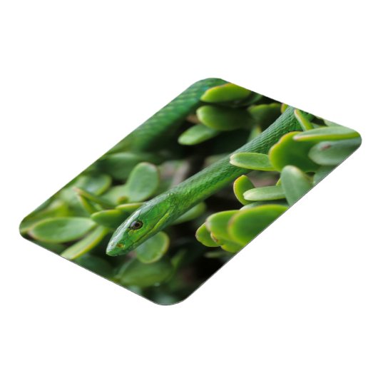 Oosterse Groene Mamba (Dendroaspis Angusticeps) Magneet (Linkerzijde)