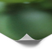 Oosterse Groene Mamba (Dendroaspis Angusticeps) Poster (Hoek)