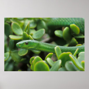 Oosterse Groene Mamba (Dendroaspis Angusticeps) Poster