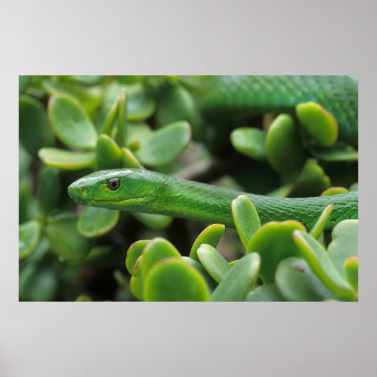Oosterse Groene Mamba (Dendroaspis Angusticeps) Poster (Voorkant)