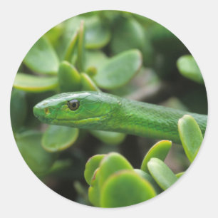 Oosterse Groene Mamba (Dendroaspis Angusticeps) Ronde Sticker