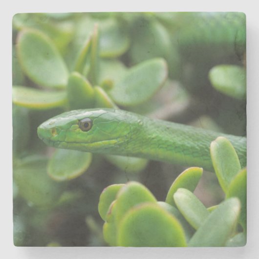 Oosterse Groene Mamba (Dendroaspis Angusticeps) Stenen Onderzetter (Voorkant)