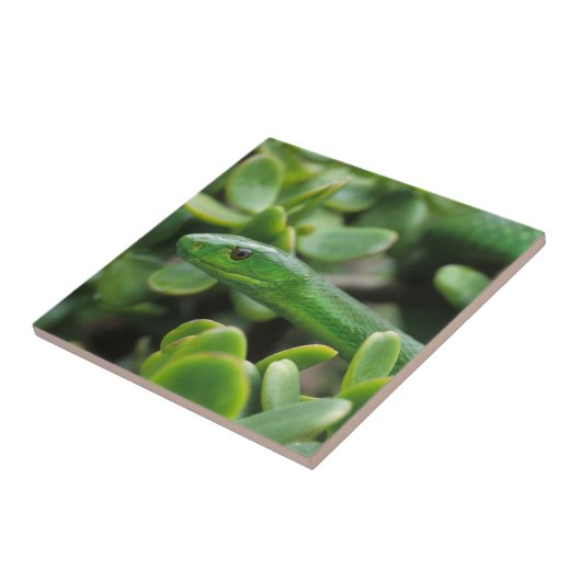 Oosterse Groene Mamba (Dendroaspis Angusticeps) Tegeltje (Zijkant)