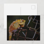 oosterse hagedis briefkaart (Voorkant / Achterkant)