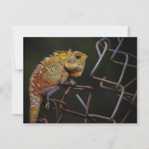 oosterse hagedis briefkaart