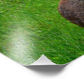 Oosterse katoenkonijn foto afdruk (Hoek)