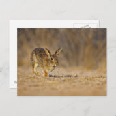 Oosterse katoenkonijnenhopping briefkaart (Voorkant / Achterkant)