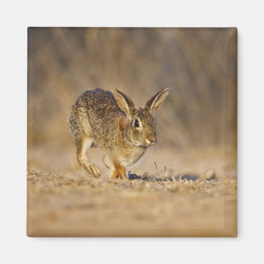 Oosterse katoenkonijnenhopping magneet (Voorkant)