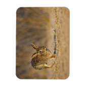 Oosterse katoenkonijnenhopping magneet (Verticaal)