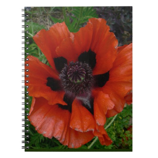 Oosterse klaproos notitieboek (Voorkant)