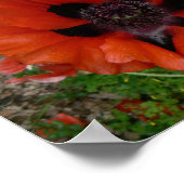 Oosterse klaproos  poster (Hoek)